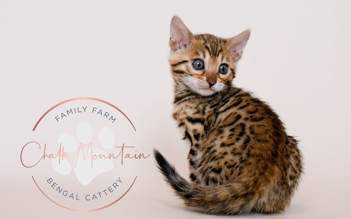 Bengal kitten for sale